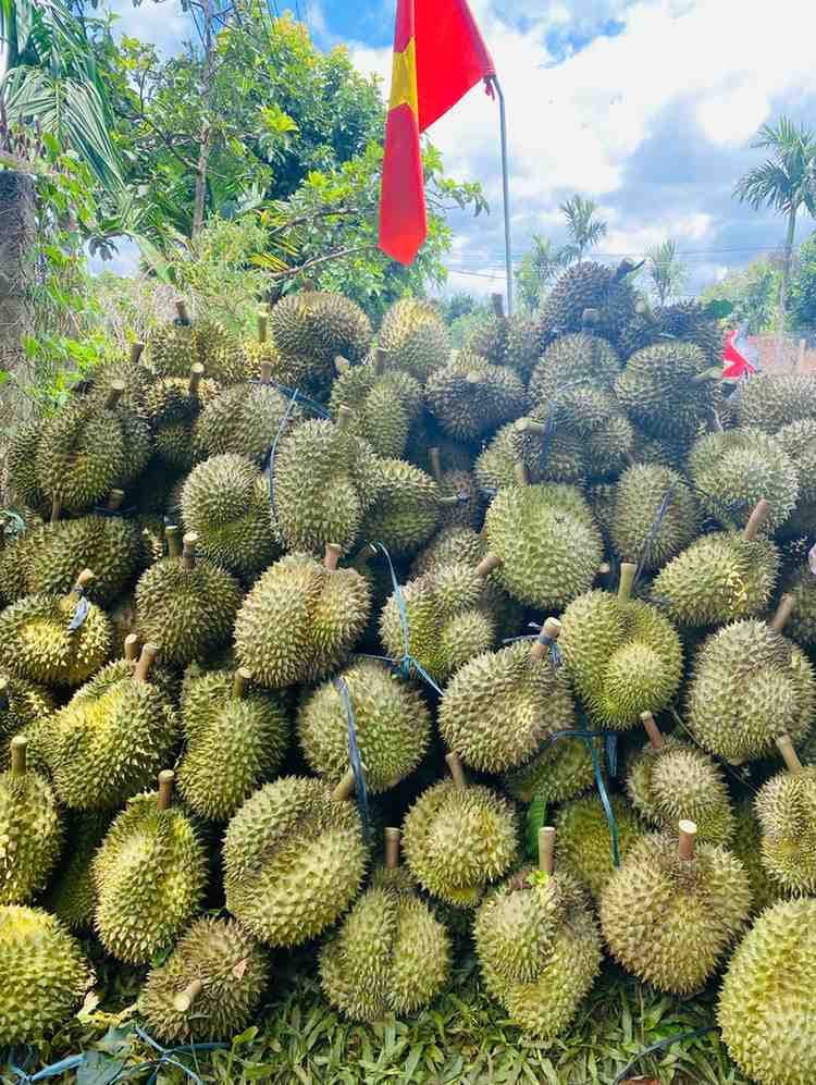 Sầu Riêng Dona Nhà Trồng