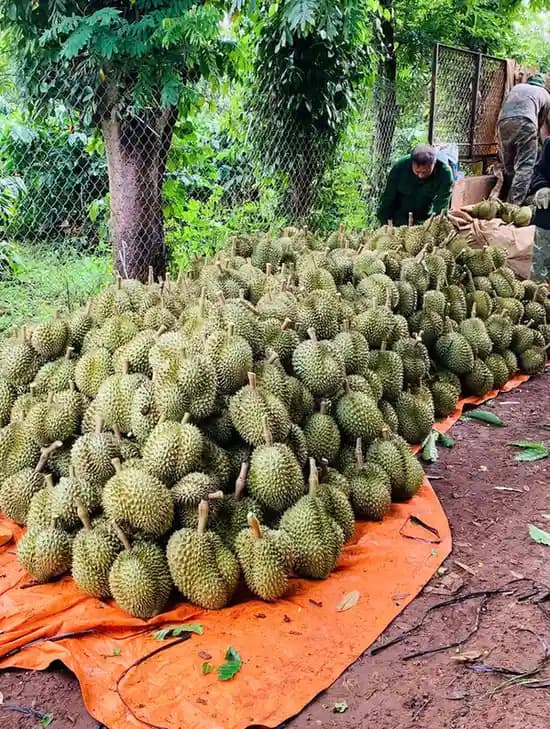 Sầu Riêng Dona Tươi