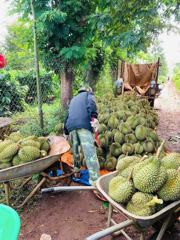 Sầu Riêng Dona Nhà Trồng